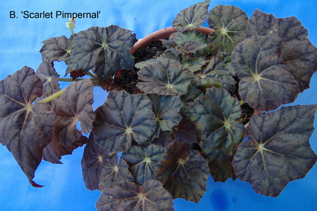 B. ‘Scarlet Pimpernal’